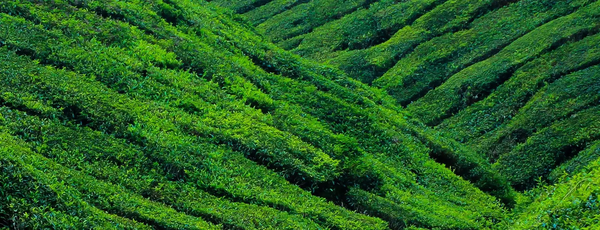 Tea plantation hills in Kerala, where Anjala works from